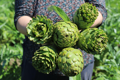 İzmir'de enginar mesaisi