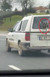 Hafif ticari aracın kırık camından etrafı izleyen köpek kamerada