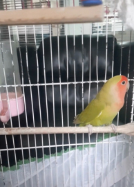 Denizli'deki petshop denetimlerinde 14 papağan ile 150 su kaplumbağasına el konuldu