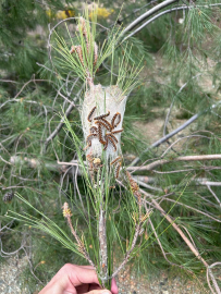 Çam kese böceğine karşı doğaya 'terminatör böcek' salındı