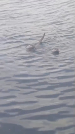 Zonguldak’ta su samuru ailesi görüntülendi