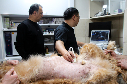 Yapay zeka destekli ultrason cihazıyla hayvan hastalıklarında erken teşhis