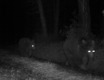 Bozayılar fotokapanla görüntülendi