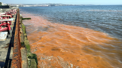 Tekirdağ sahilinde alg patlaması nedeniyle deniz turuncu renge büründü