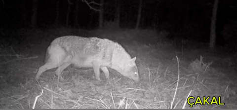 Ormanlara kurduğu fotokapanla yaban hayvanlarını görüntülüyor