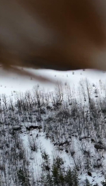 Kartal, dronu kaptı