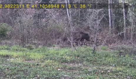 Evinin yakınındaki ormana fotokapan kurup, yaban hayatı görüntüledi