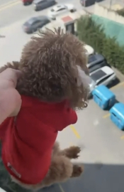 Başakşehir'de pencereden sarkıttığı köpeği cama vurup kaydetti; alkollüydüm deyip özür diledi