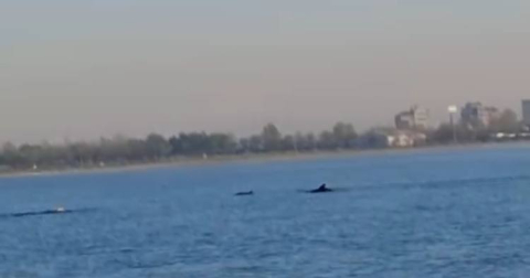 Küçükçekmece Sahili'nde yunuslar görüntülendi