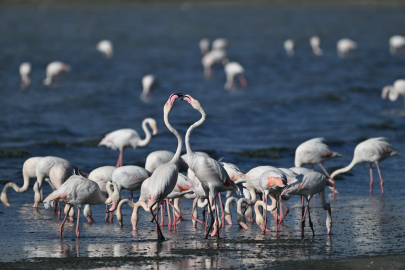 Van'da jandarma, flamingolar için 7/24 denetimde