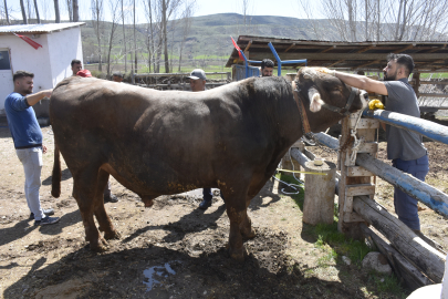 Besi çiftliğinin gözdesi 1 ton 180 kilo ağırlığındaki 'Poyraz', 435 bin TL'den alıcı bekliyor