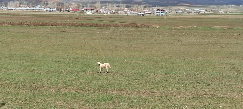 Köpek saldırısında ölen 5 yaşındaki Hamza toprağa verildi / Ek fotoğraflar