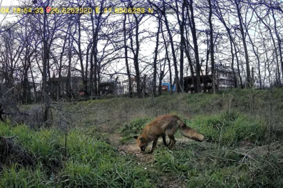 Üniversite yerleşkesinde yaban hayatı foto kapanlarla görüntüleniyor