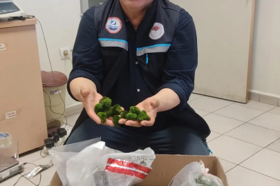 Kapıkule’de yolcu otobüsünde 2 bin 125 canlı yeşil alg ele geçirildi