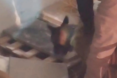İş yerindeki uyuşturucuyu narkotik köpeği  'Zeus' buldu