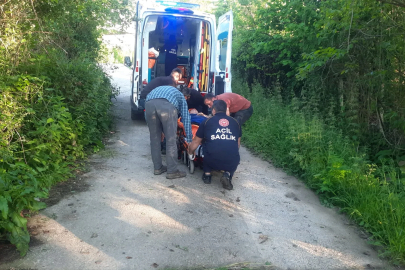 Kastamonu’da bal arısı hastanelik etti