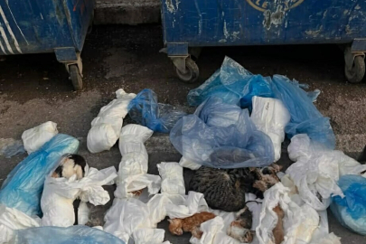 İzmir'de çöp konteynerinin önünde, poşetlerde 33 ölü kedi bulundu