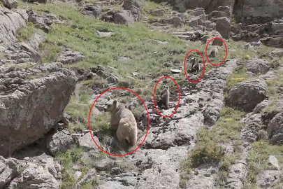 Bozayı ve 3 yavrusu dron kamerasında 