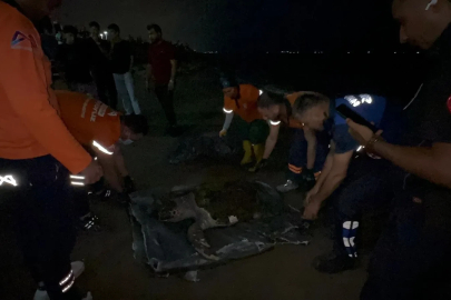 Mersin'de sahile ölü caretta caretta vurdu