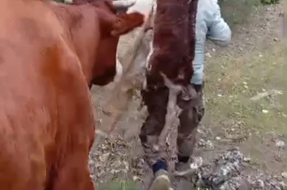 Yeni doğan buzağıyı sırtında taşıdı