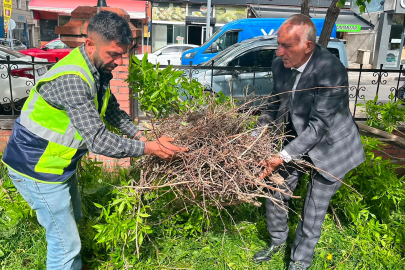 Kırılan daldaki karga yuvası özenle başka dala nakledildi
